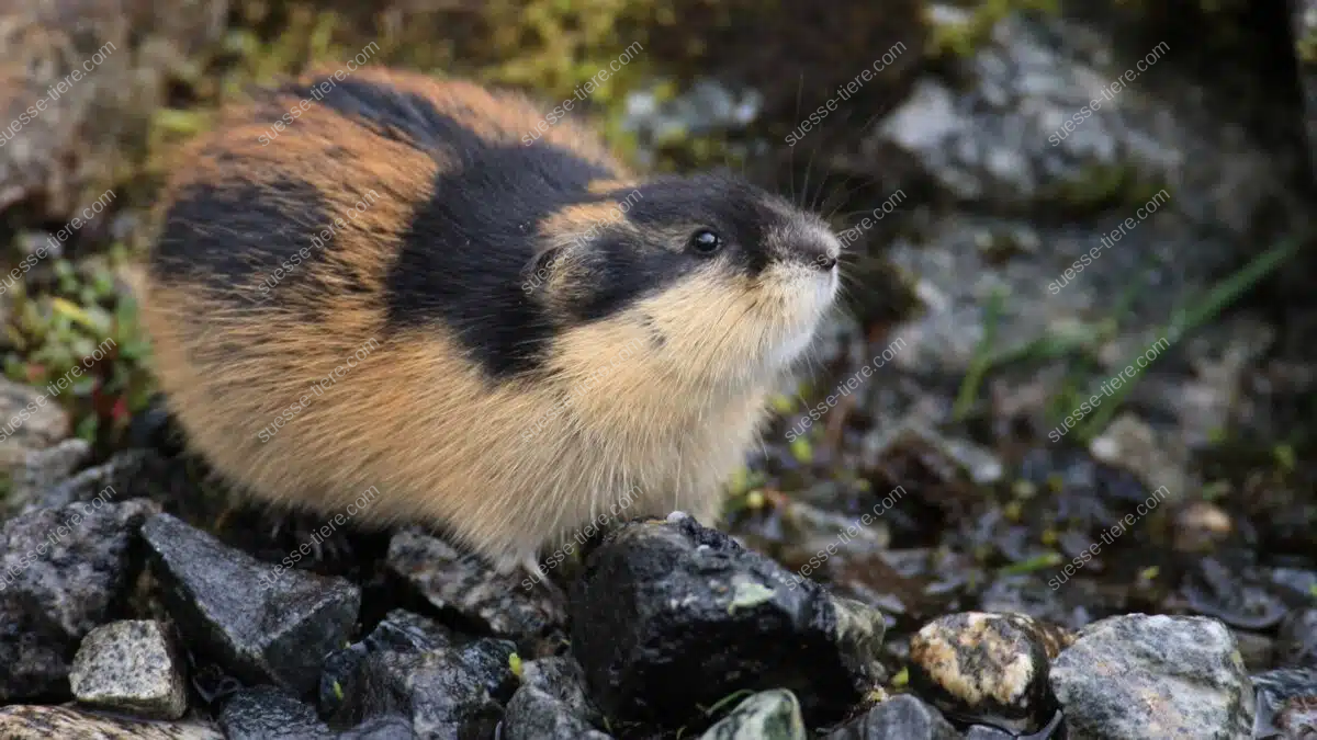 Ein Lemming mit dichtem Fell sitzt aufmerksam zwischen feuchten Steinen in der Tundra.
