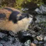 Ein Lemming mit dichtem Fell sitzt aufmerksam zwischen feuchten Steinen in der Tundra.