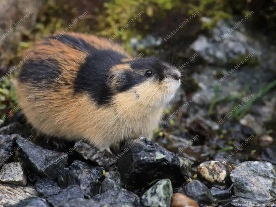 Ein Lemming mit dichtem Fell sitzt aufmerksam zwischen feuchten Steinen in der Tundra.