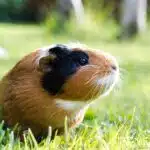 Ein braun-schwarzes Meerschweinchen sitzt aufmerksam im Gras.