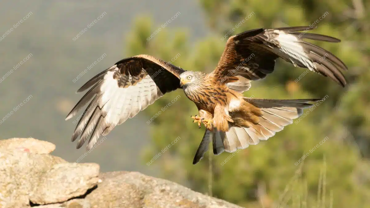 Ein Milan mit rotbraunem Gefieder fliegt mit weit ausgebreiteten Flügeln über eine Felslandschaft.