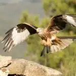 Ein Milan mit rotbraunem Gefieder fliegt mit weit ausgebreiteten Flügeln über eine Felslandschaft.