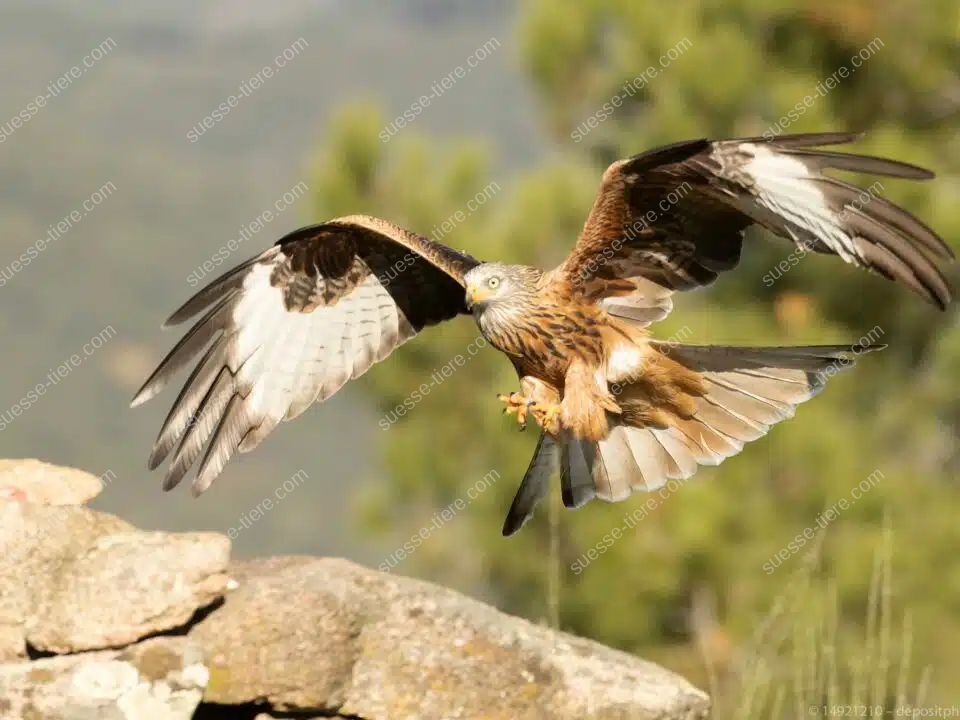 Ein Milan mit rotbraunem Gefieder fliegt mit weit ausgebreiteten Flügeln über eine Felslandschaft.