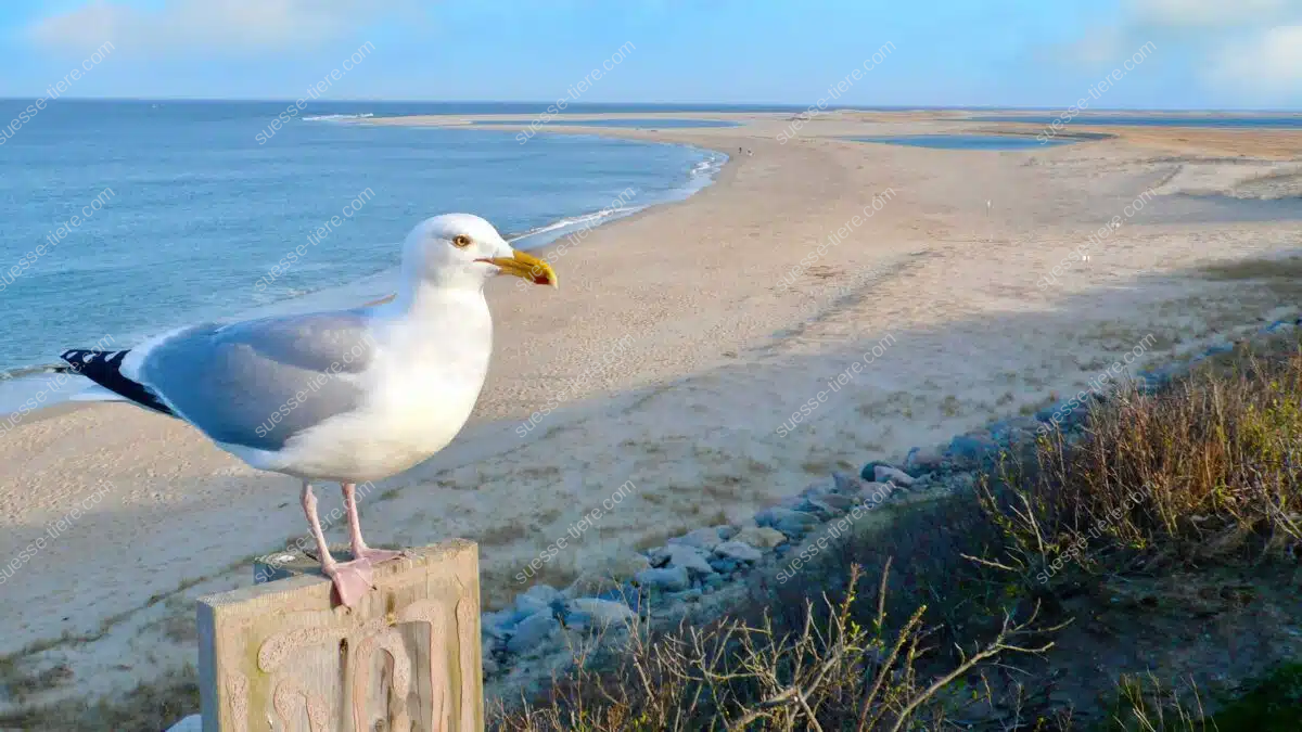 Eine Möwe mit hellem Gefieder sitzt auf einem Pfosten und blickt aufs Meer.
