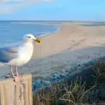 Eine Möwe mit hellem Gefieder sitzt auf einem Pfosten und blickt aufs Meer.
