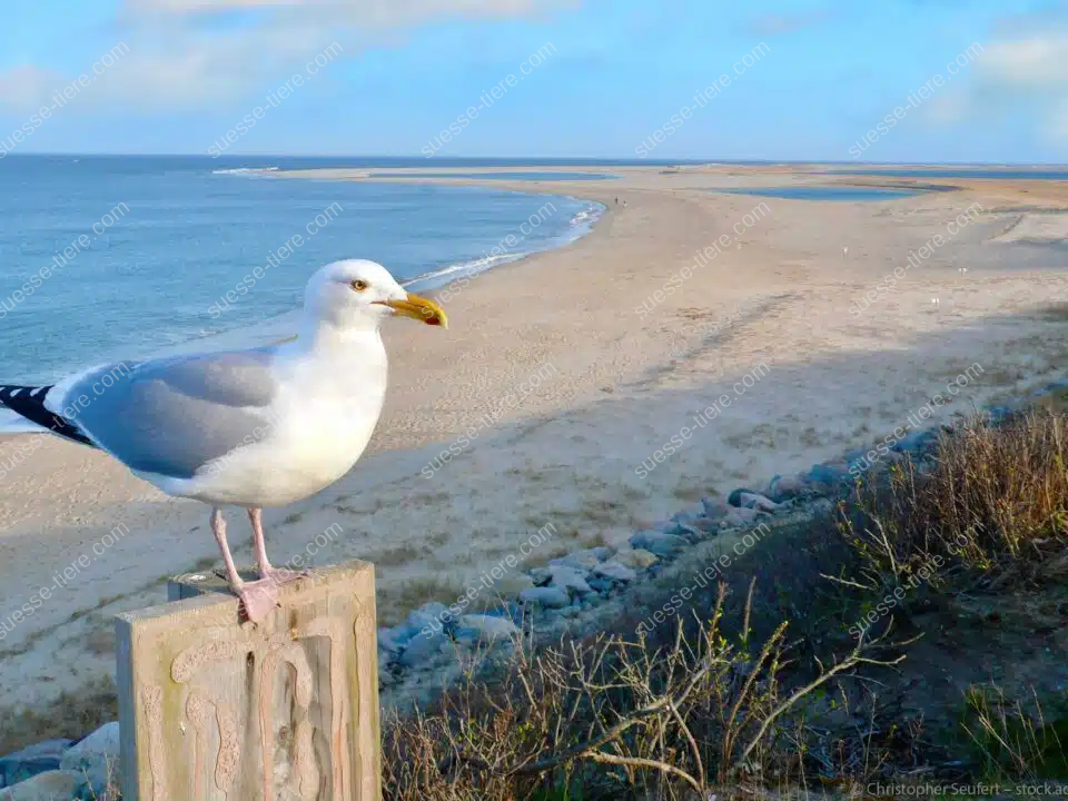 Eine Möwe mit hellem Gefieder sitzt auf einem Pfosten und blickt aufs Meer.