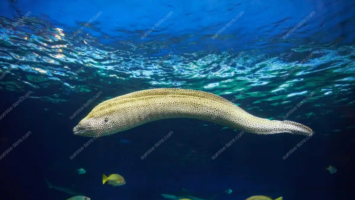 Eine große Muräne mit geflecktem Körper schwimmt vor einem Korallenriff.