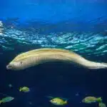 Eine große Muräne mit geflecktem Körper schwimmt vor einem Korallenriff.