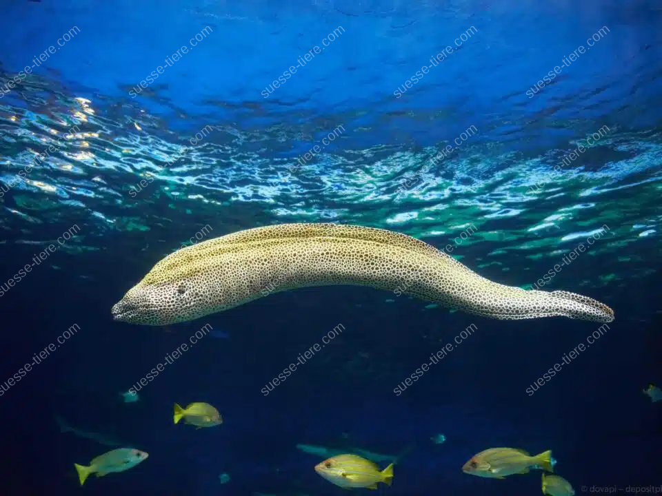 Eine große Muräne mit geflecktem Körper schwimmt vor einem Korallenriff.
