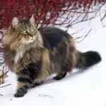 Eine Norwegische Waldkatze mit dichtem Fell läuft durch den Schnee vor roten Ästen.