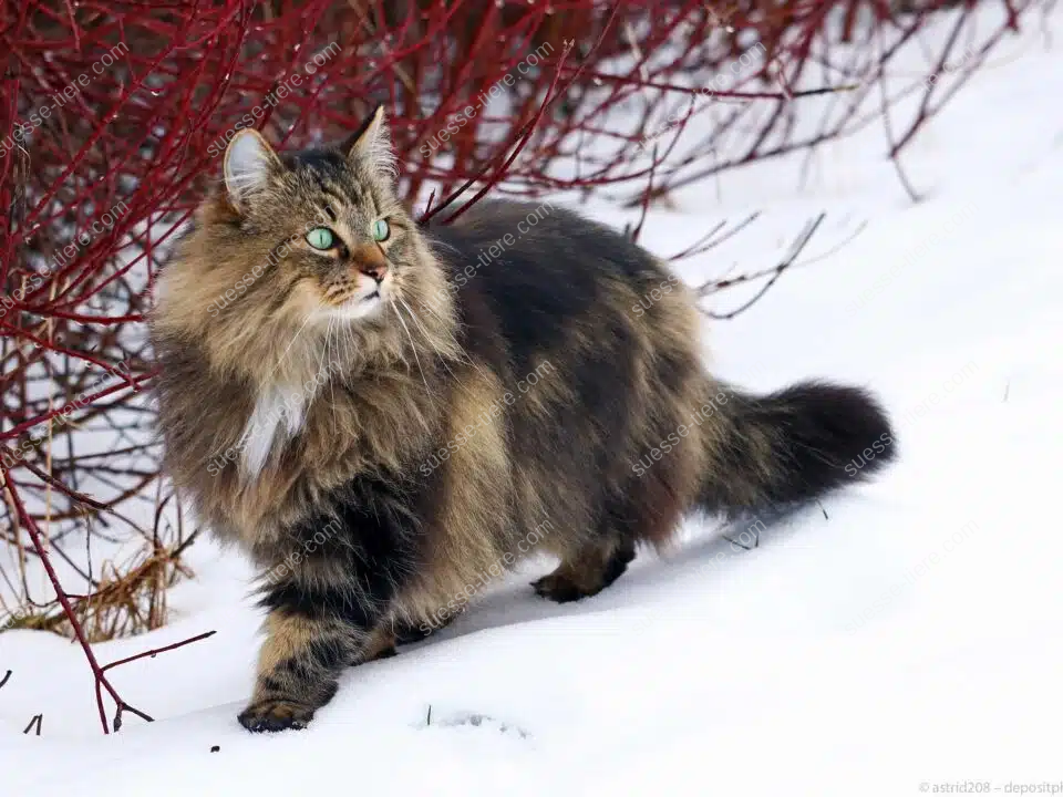 Eine Norwegische Waldkatze mit dichtem Fell läuft durch den Schnee vor roten Ästen.