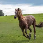 Ein braunes Pferd galoppiert mit wehender Mähne über eine Wiese.