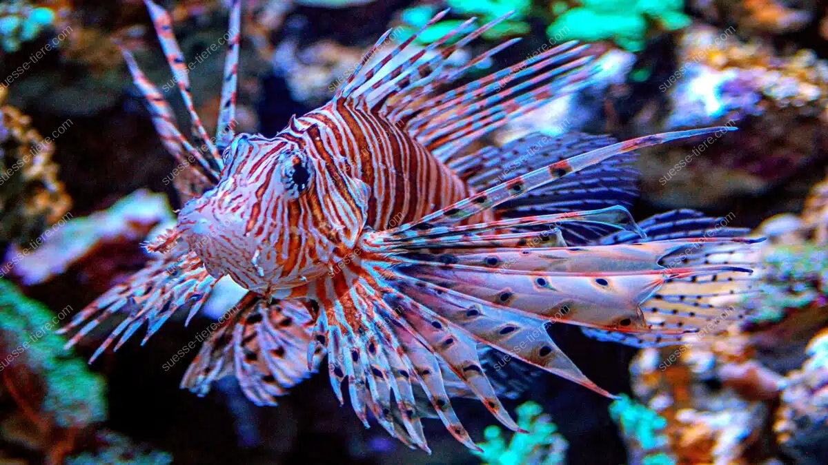 Ein Rotfeuerfisch schwebt lautlos mit gestreckten Flossen durch ein Korallenriff.