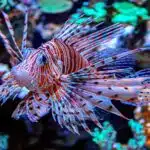Ein Rotfeuerfisch schwebt lautlos mit gestreckten Flossen durch ein Korallenriff.