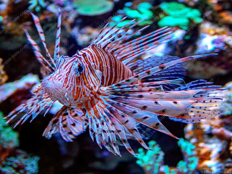 Ein Rotfeuerfisch schwebt lautlos mit gestreckten Flossen durch ein Korallenriff.