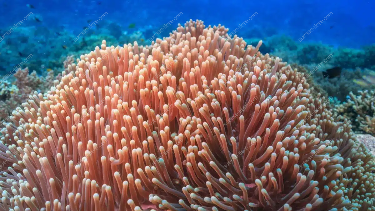 Eine Seeanemone mit orangefarbenen Tentakeln steht bewegungslos auf einem Korallenriff.
