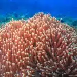 Eine Seeanemone mit orangefarbenen Tentakeln steht bewegungslos auf einem Korallenriff.
