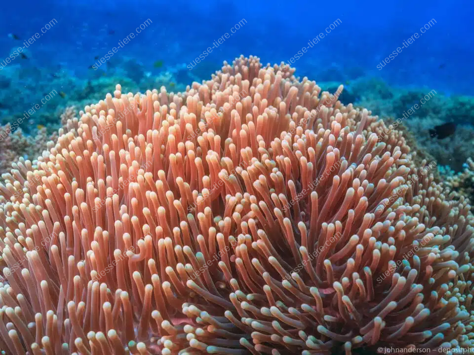 Eine Seeanemone mit orangefarbenen Tentakeln steht bewegungslos auf einem Korallenriff.