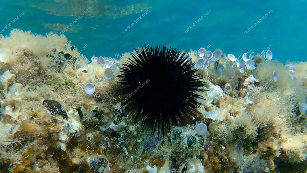 Ein schwarzer Seeigel mit langen Stacheln sitzt zwischen Algen und kleinen Korallen auf dem Meeresgrund.