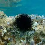 Ein schwarzer Seeigel mit langen Stacheln sitzt zwischen Algen und kleinen Korallen auf dem Meeresgrund.
