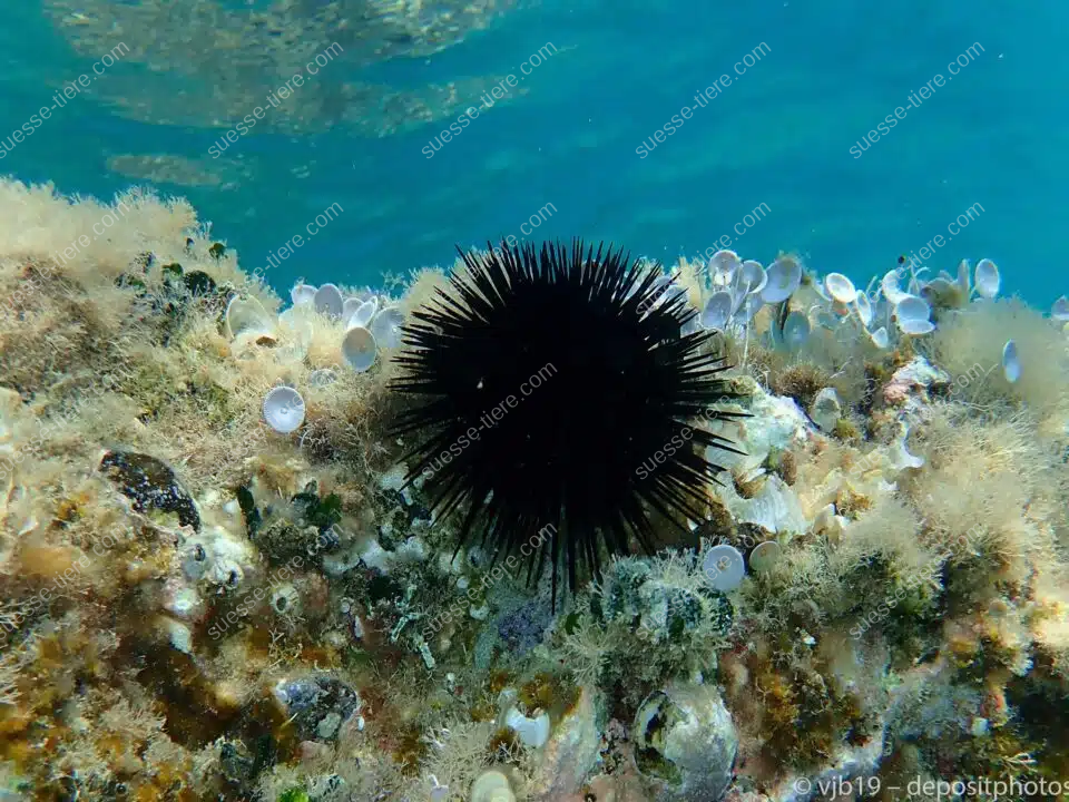 Ein schwarzer Seeigel mit langen Stacheln sitzt zwischen Algen und kleinen Korallen auf dem Meeresgrund.