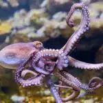 Ein Tintenfisch schwimmt mit geöffneten Armen durch ein buntes Korallenriff.