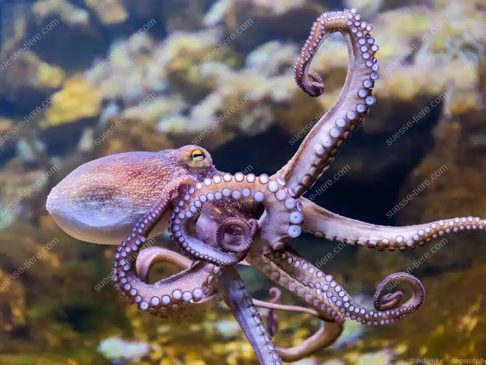 Ein Tintenfisch schwimmt mit geöffneten Armen durch ein buntes Korallenriff.