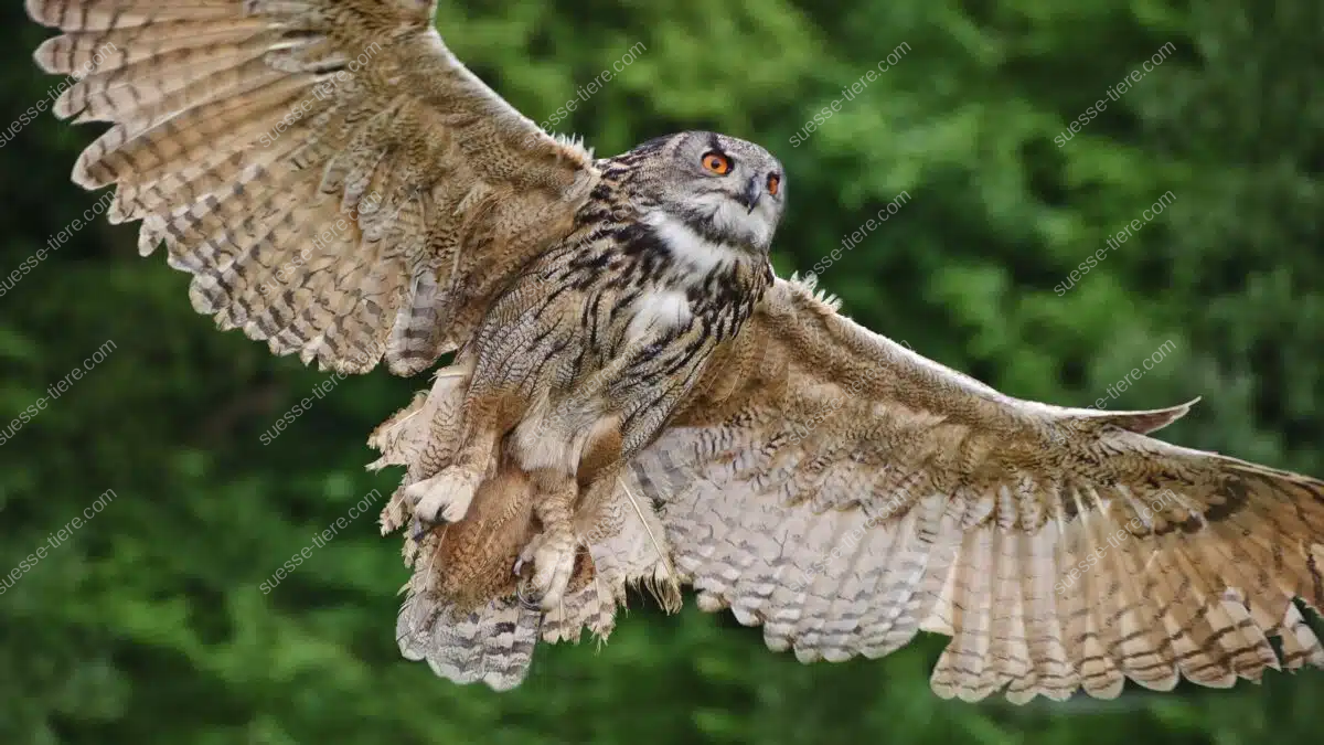 Ein Uhu fliegt mit weit geöffneten Flügeln lautlos durch die Luft, im Hintergrund grünes Laub.