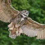 Ein Uhu fliegt mit weit geöffneten Flügeln lautlos durch die Luft, im Hintergrund grünes Laub.