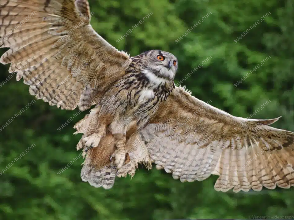 Ein Uhu fliegt mit weit geöffneten Flügeln lautlos durch die Luft, im Hintergrund grünes Laub.