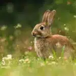 Ein Wildkaninchen sitzt inmitten von Blumen und Gräsern auf einer Sommerwiese.