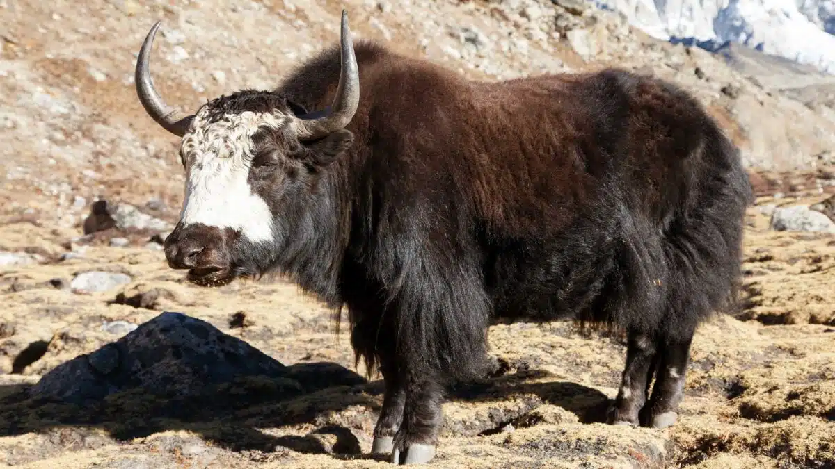 Ein zotteliger Yak mit gebogenen Hörnern steht auf felsigem Untergrund vor einer Bergkulisse.