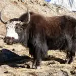 Ein zotteliger Yak mit gebogenen Hörnern steht auf felsigem Untergrund vor einer Bergkulisse.