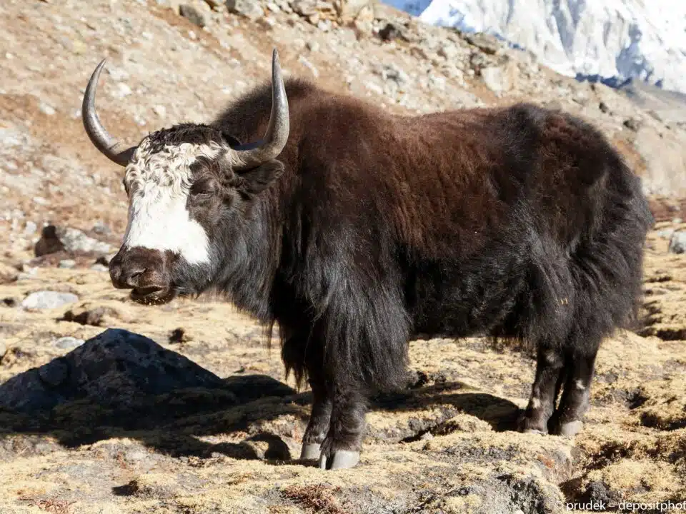 Ein zotteliger Yak mit gebogenen Hörnern steht auf felsigem Untergrund vor einer Bergkulisse.