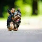 Ein Yorkshire Terrier mit dunklem Fell läuft mit gespitzten Ohren über eine sonnige Wiese.