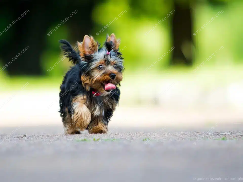Ein Yorkshire Terrier mit dunklem Fell läuft mit gespitzten Ohren über eine sonnige Wiese.