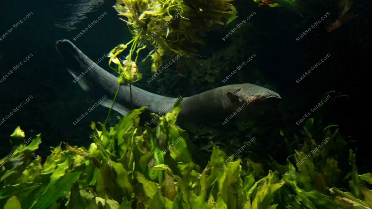 Ein Zitteraal schwimmt zwischen Pflanzen im dunklen Süßwasser eines Amazonasflusses.