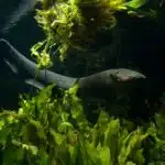 Ein Zitteraal schwimmt zwischen Pflanzen im dunklen Süßwasser eines Amazonasflusses.