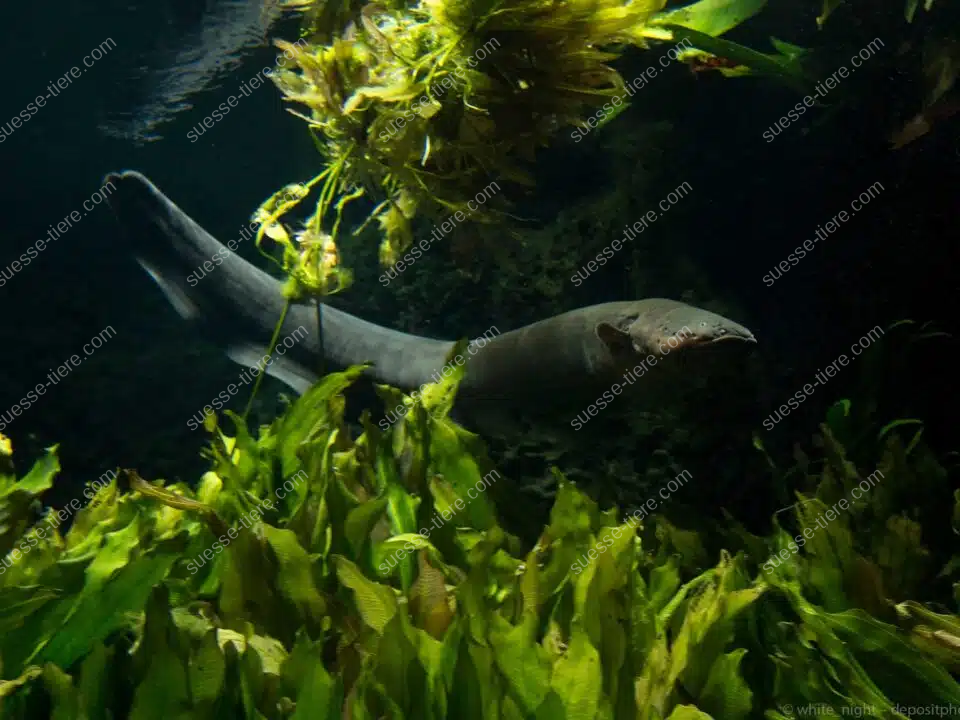 Ein Zitteraal schwimmt zwischen Pflanzen im dunklen Süßwasser eines Amazonasflusses.