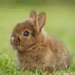 Ein Zwergkaninchen mit braunem Fell sitzt aufmerksam im Gras.