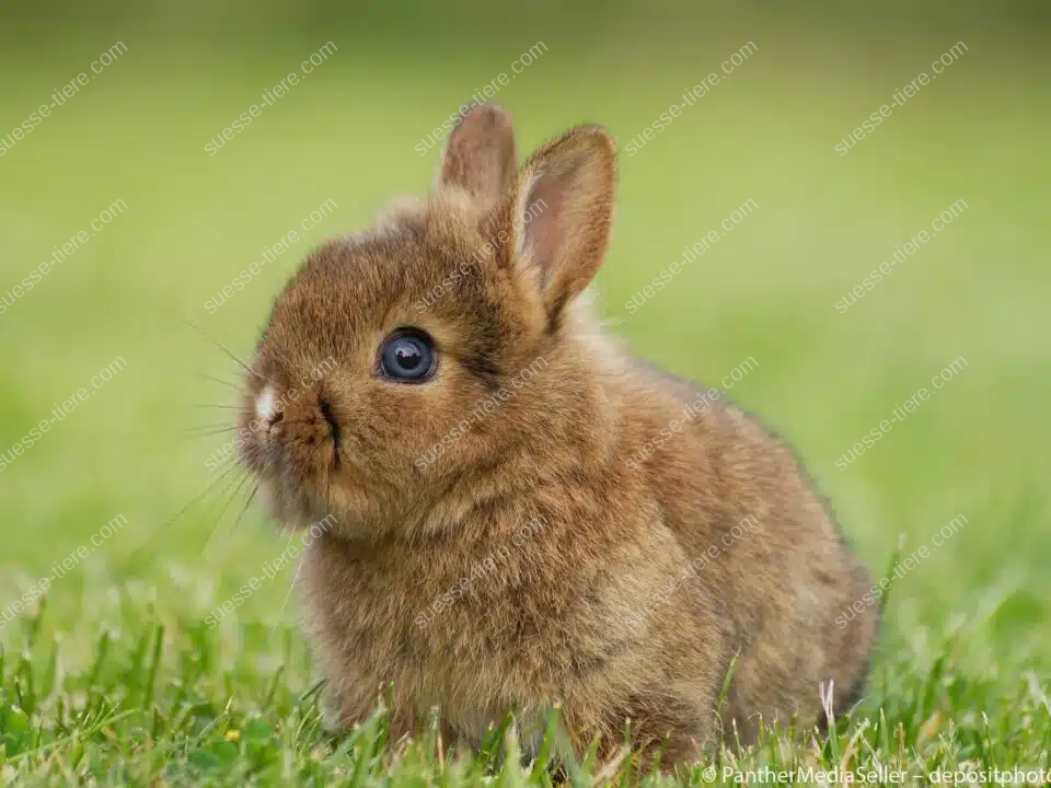 Ein Zwergkaninchen mit braunem Fell sitzt aufmerksam im Gras.