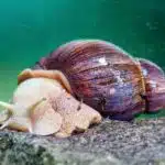 Eine große Achatschnecke kriecht langsam über ein Blatt in einem feuchten Terrarium.