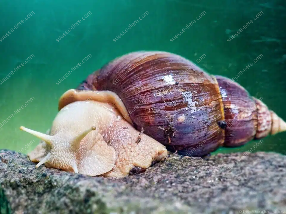 Eine große Achatschnecke kriecht langsam über ein Blatt in einem feuchten Terrarium.