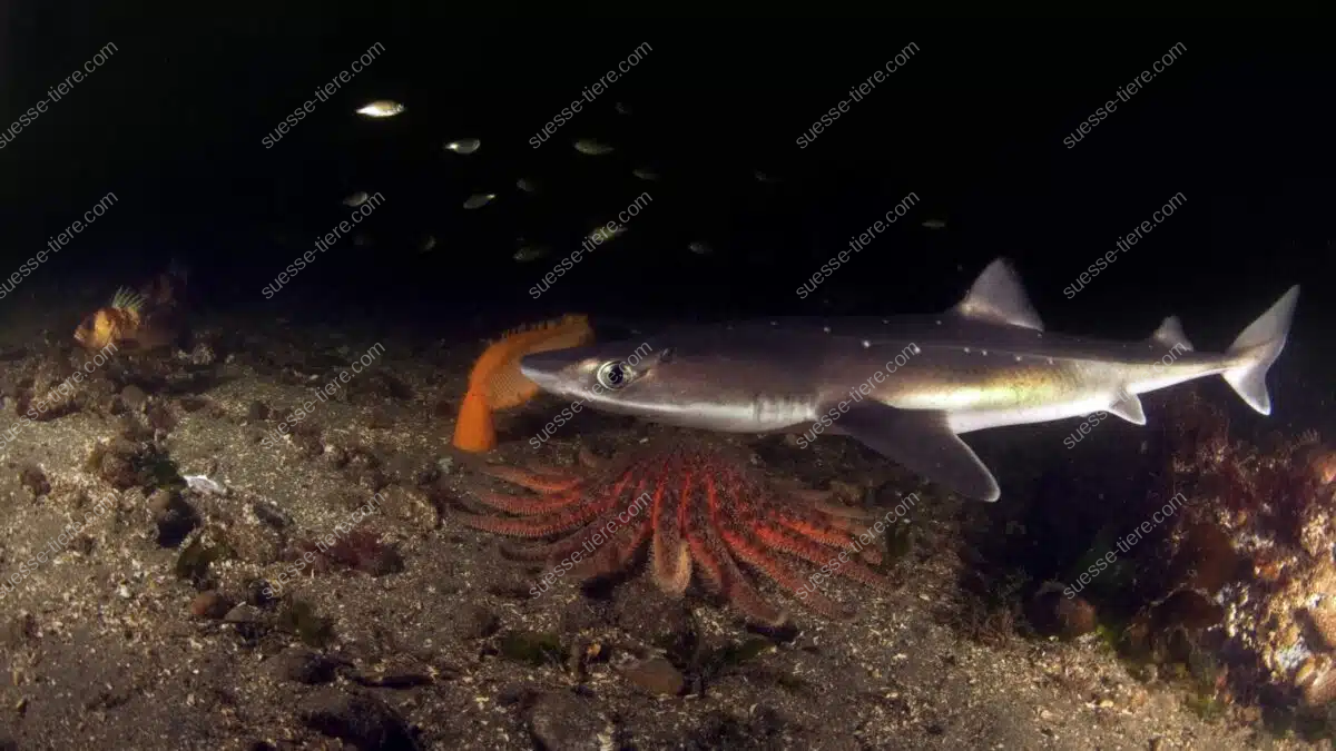 Ein Dornhai schwimmt knapp über dem Grund, im Hintergrund sind Fische und eine Seesternart zu erkennen.