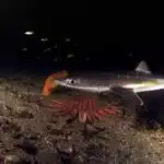 Ein Dornhai schwimmt knapp über dem Grund, im Hintergrund sind Fische und eine Seesternart zu erkennen.
