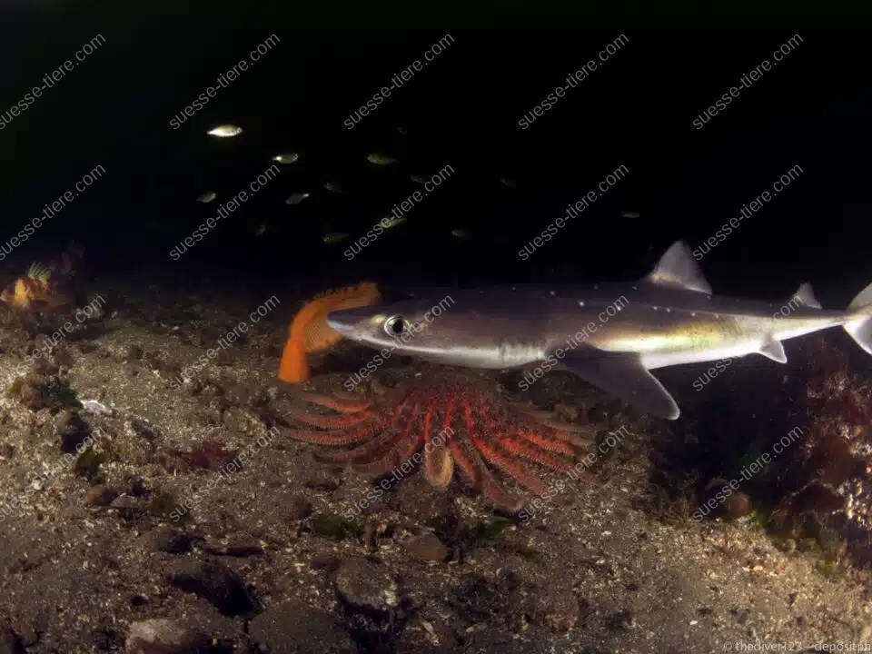 Ein Dornhai schwimmt knapp über dem Grund, im Hintergrund sind Fische und eine Seesternart zu erkennen.