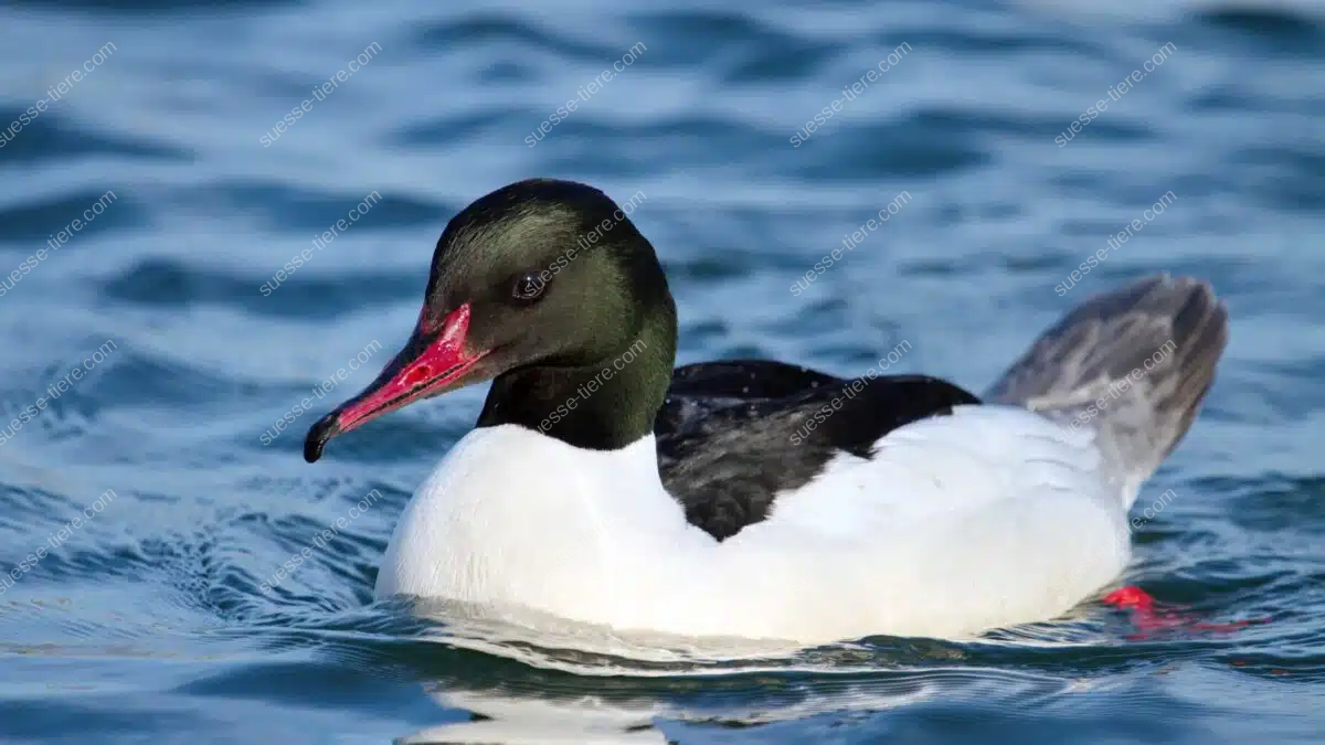 Ein Gänsesäger mit rotem Schnabel und grün-schwarzem Kopf schwimmt auf leicht bewegtem Wasser.