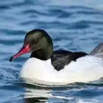 Ein Gänsesäger mit rotem Schnabel und grün-schwarzem Kopf schwimmt auf leicht bewegtem Wasser.