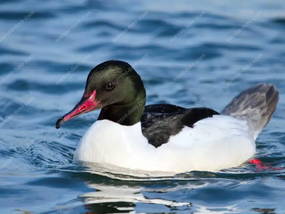 Ein Gänsesäger mit rotem Schnabel und grün-schwarzem Kopf schwimmt auf leicht bewegtem Wasser.