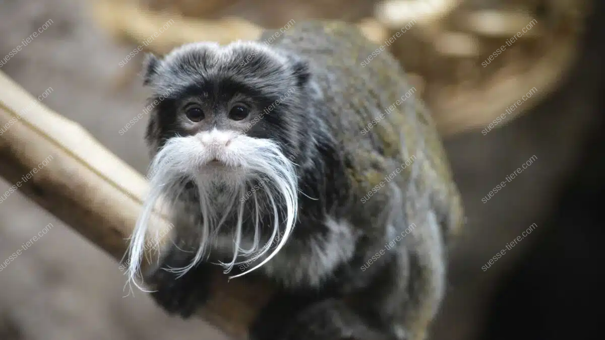 Ein Kaiserschnurrbarttamarin sitzt auf einem Ast und blickt neugierig in die Kamera.